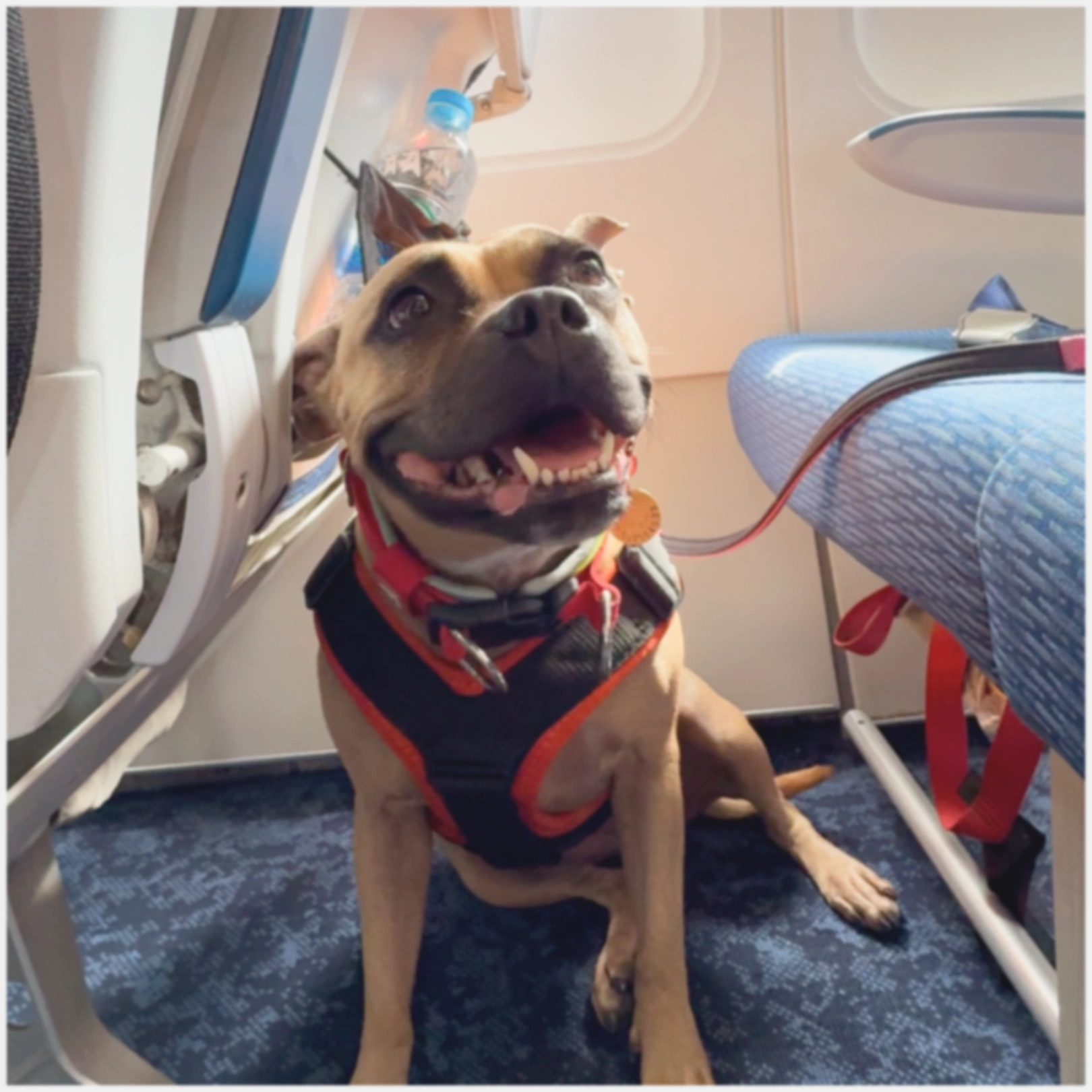 Service Dog — что это такое (инфографика)