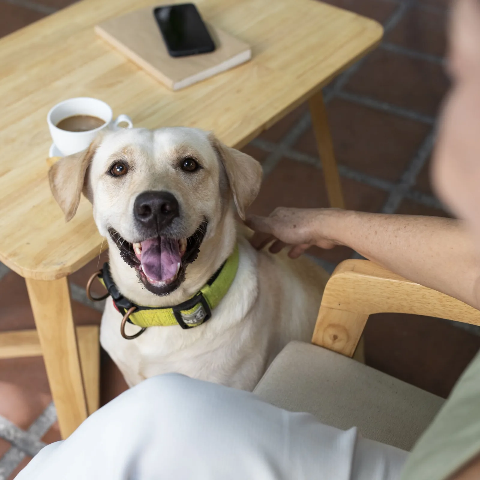 Service Dog оказывает эмоциональную и физическую помощь
