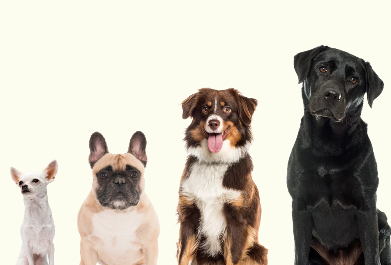 Service Dog — разные породы и размеры