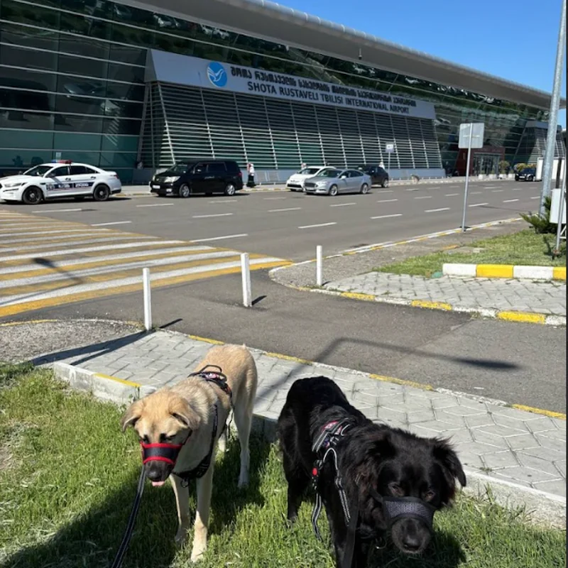 Лайла и Дори — Грузия → Польша (две собаки)
