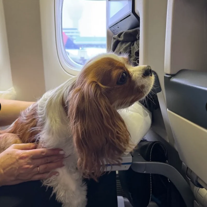 Игорь и Боня — Израиль → Канада (через Амстердам)