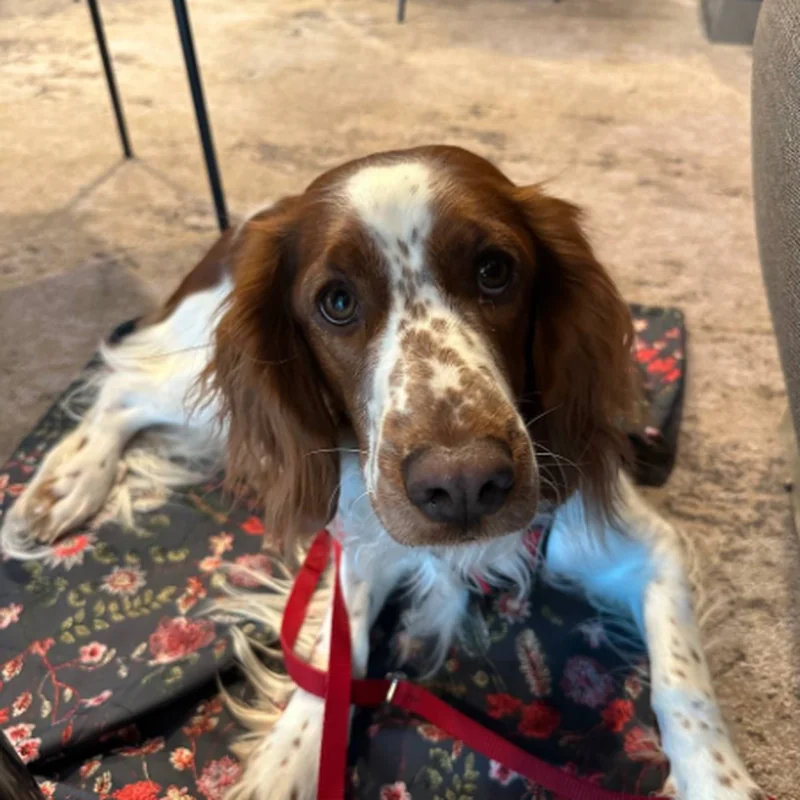 Юлия и Белла — поездка в Данию и круиз