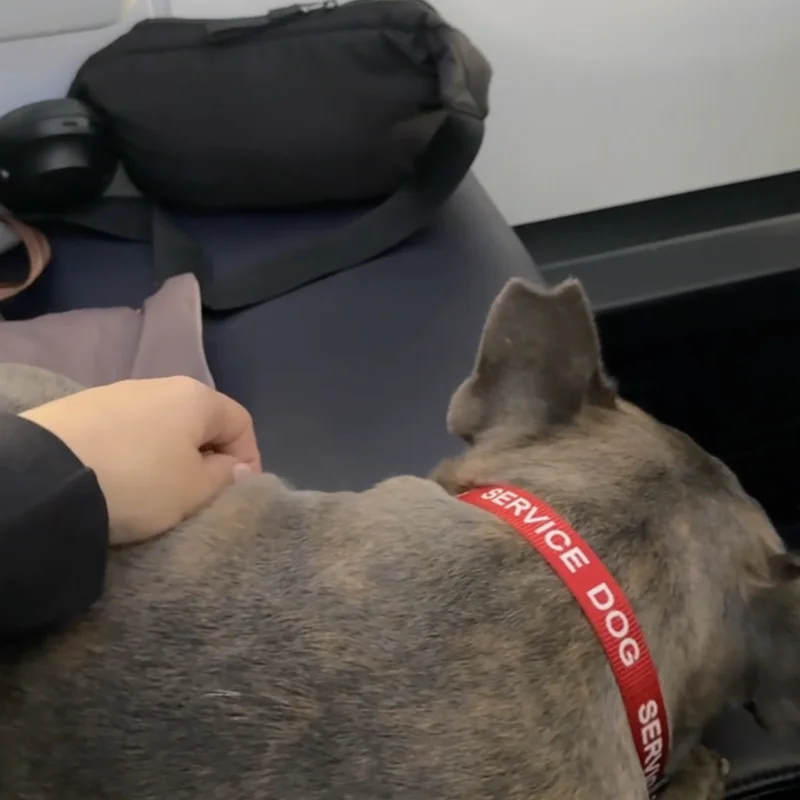 София и Шерлок — Польша → Ирландия (бульдог в салоне)