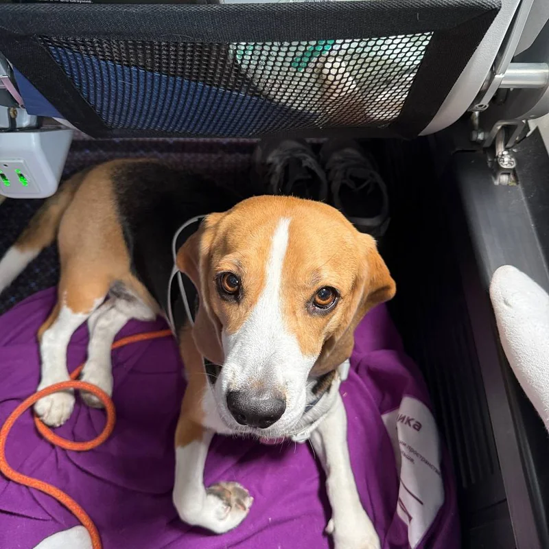 Настя и Чарли — Россия → Португалия (и Европа)