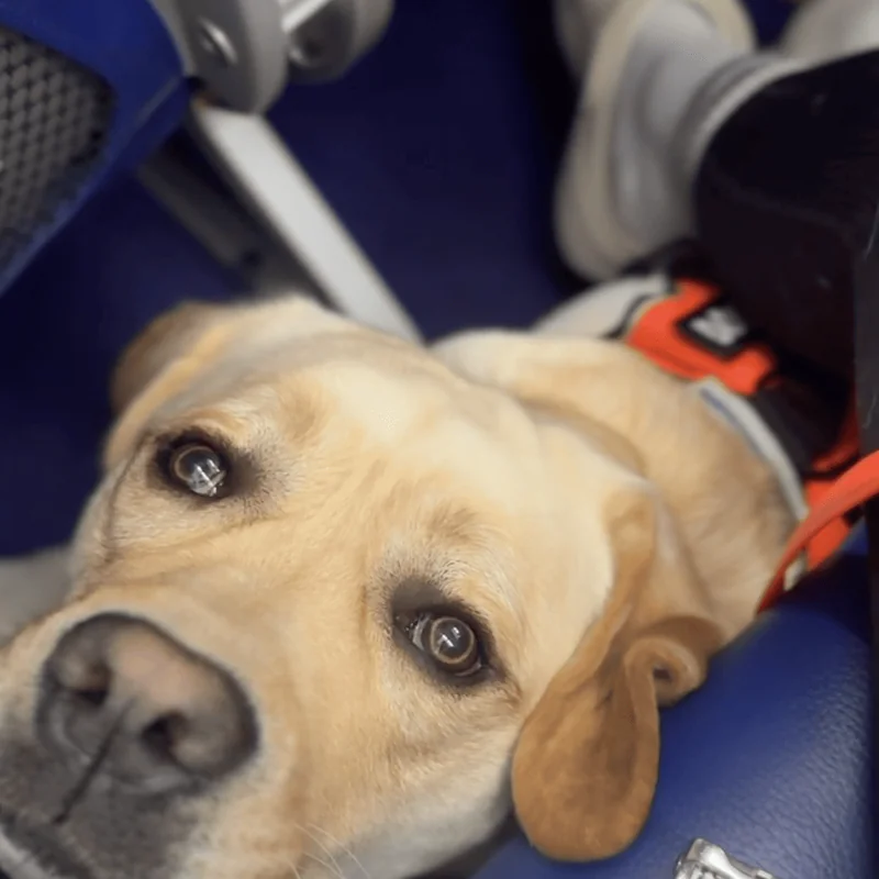 Полина и Шафран — Грузия → Англия